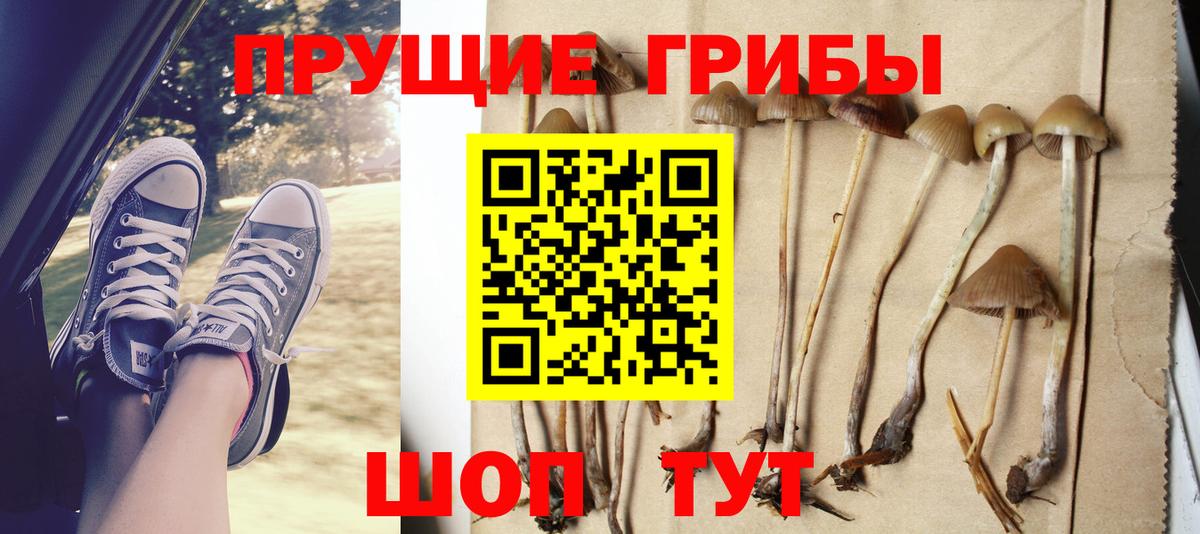 Галлюциногенные грибы Psilocybine cubensis Малоярославец